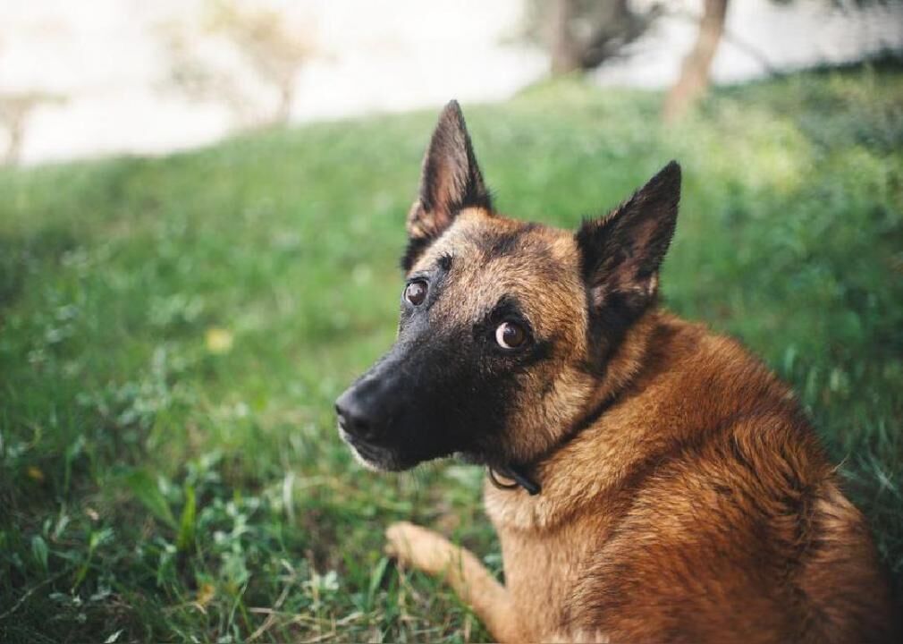 Layka